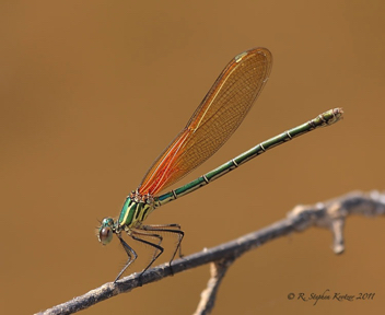 Hetaerina americana, female